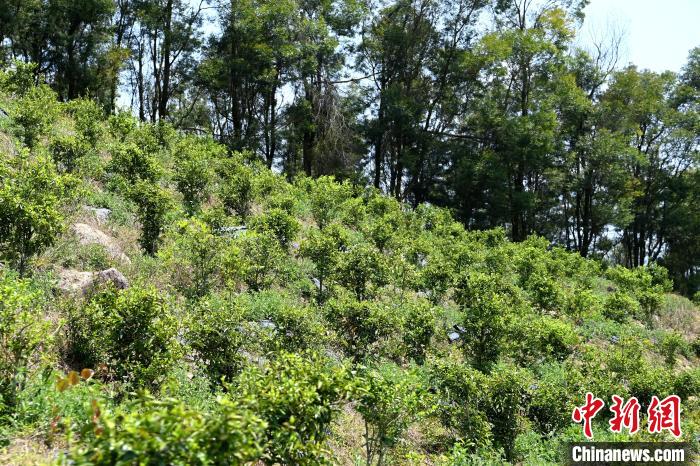 張高漢在深山內大力發(fā)展林下經濟?！埥鸫?攝