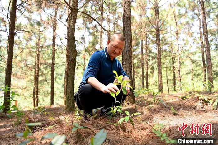 張高漢查看在松樹林下剛套種不久清明茶的生長情況?！埥鸫?攝